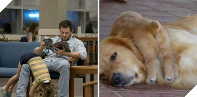 [Vui] Twitter chỉ ra sự giống sau đến kỳ lạ giữa tài tử Chris Evans và chó Golden Retriever - Ảnh 3.