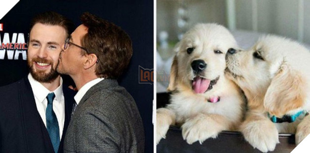 [Vui] Twitter chỉ ra sự giống sau đến kỳ lạ giữa tài tử Chris Evans và chó Golden Retriever - Ảnh 4.
