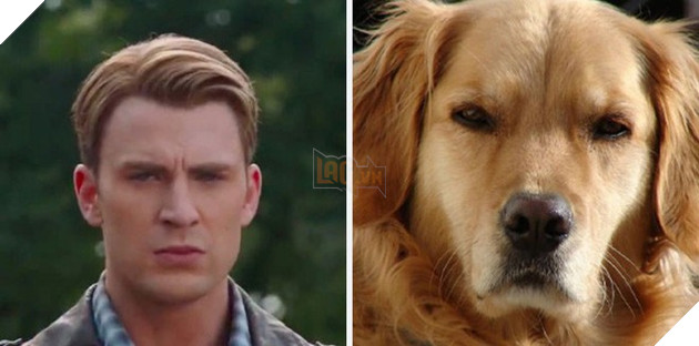 [Vui] Twitter chỉ ra sự giống sau đến kỳ lạ giữa tài tử Chris Evans và chó Golden Retriever - Ảnh 2.