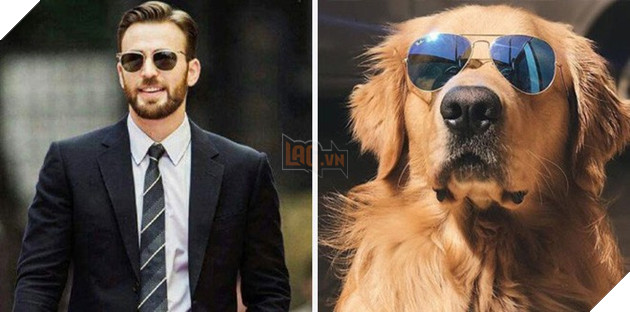 [Vui] Twitter chỉ ra sự giống sau đến kỳ lạ giữa tài tử Chris Evans và chó Golden Retriever - Ảnh 5.