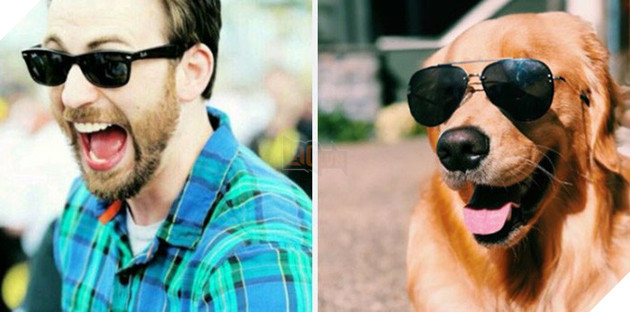 [Vui] Twitter chỉ ra sự giống sau đến kỳ lạ giữa tài tử Chris Evans và chó Golden Retriever - Ảnh 6.