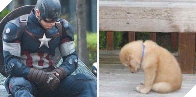 [Vui] Twitter chỉ ra sự giống sau đến kỳ lạ giữa tài tử Chris Evans và chó Golden Retriever - Ảnh 7.