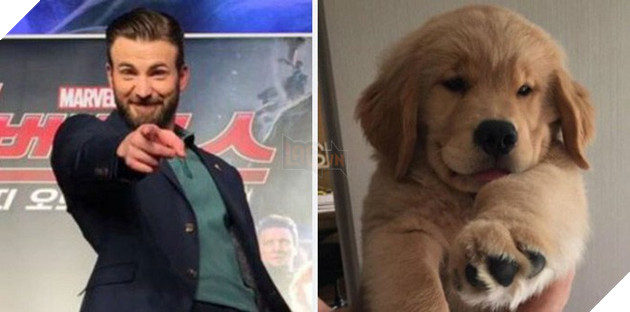 [Vui] Twitter chỉ ra sự giống sau đến kỳ lạ giữa tài tử Chris Evans và chó Golden Retriever - Ảnh 8.