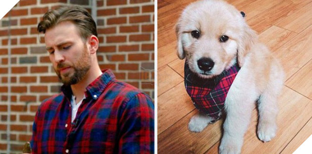 [Vui] Twitter chỉ ra sự giống sau đến kỳ lạ giữa tài tử Chris Evans và chó Golden Retriever - Ảnh 9.