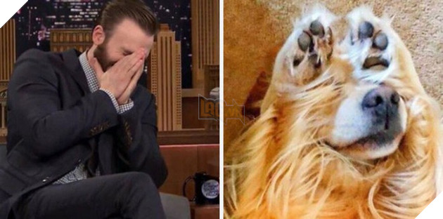 [Vui] Twitter chỉ ra sự giống sau đến kỳ lạ giữa tài tử Chris Evans và chó Golden Retriever - Ảnh 10.