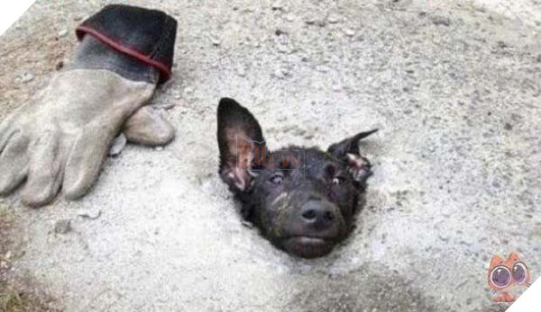 Chú chó bị ngược đãi nhấn chìm trong xi măng với ánh mắt đầy bất lực
