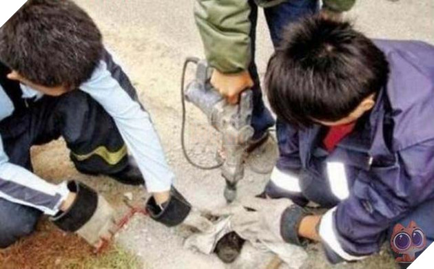 Chú chó bị ngược đãi nhấn chìm trong xi măng với ánh mắt đầy bất lực 3