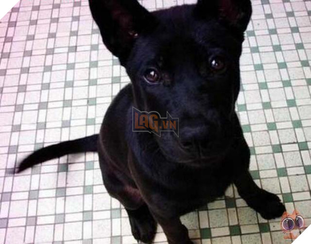 Chú chó bị ngược đãi nhấn chìm trong xi măng với ánh mắt đầy bất lực 5