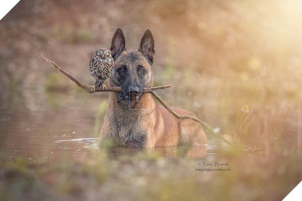 Tình bạn ngọt ngào của cặp đôi chó chăn cừu Ingo - chim cú oldi