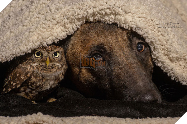 Tình bạn ngọt ngào của cặp đôi chó chăn cừu Ingo - chim cú oldi 10