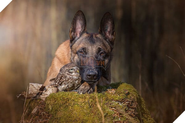 Tình bạn ngọt ngào của cặp đôi chó chăn cừu Ingo - chim cú oldi 12