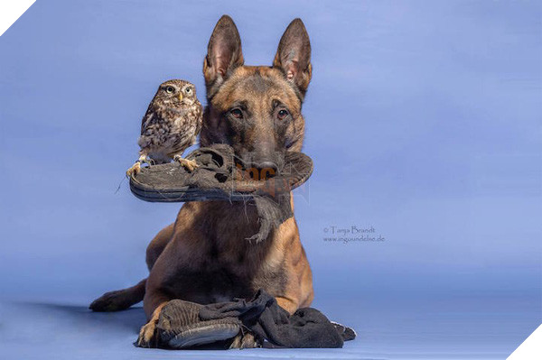 Tình bạn ngọt ngào của cặp đôi chó chăn cừu Ingo - chim cú oldi 14