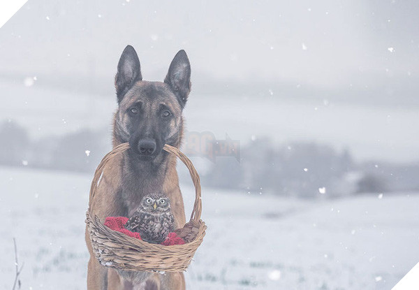 Tình bạn ngọt ngào của cặp đôi chó chăn cừu Ingo - chim cú oldi 15