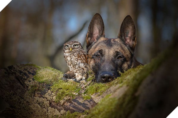 Tình bạn ngọt ngào của cặp đôi chó chăn cừu Ingo - chim cú oldi 2