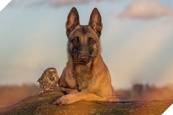 Tình bạn ngọt ngào của cặp đôi chó chăn cừu Ingo - chim cú oldi 3