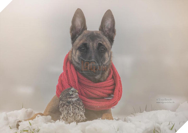 Tình bạn ngọt ngào của cặp đôi chó chăn cừu Ingo - chim cú oldi 4