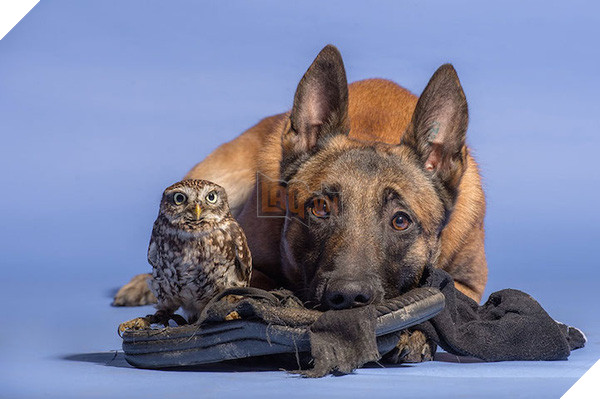 Tình bạn ngọt ngào của cặp đôi chó chăn cừu Ingo - chim cú oldi 5