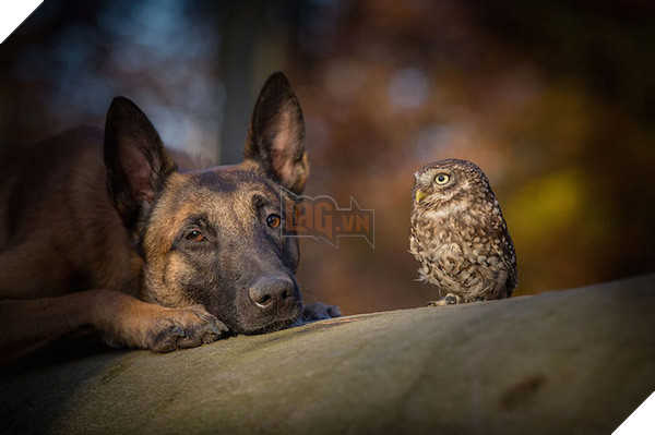 Tình bạn ngọt ngào của cặp đôi chó chăn cừu Ingo - chim cú oldi 6