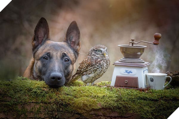 Tình bạn ngọt ngào của cặp đôi chó chăn cừu Ingo - chim cú oldi 8