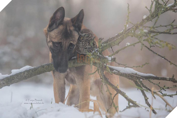 Tình bạn ngọt ngào của cặp đôi chó chăn cừu Ingo - chim cú oldi 9