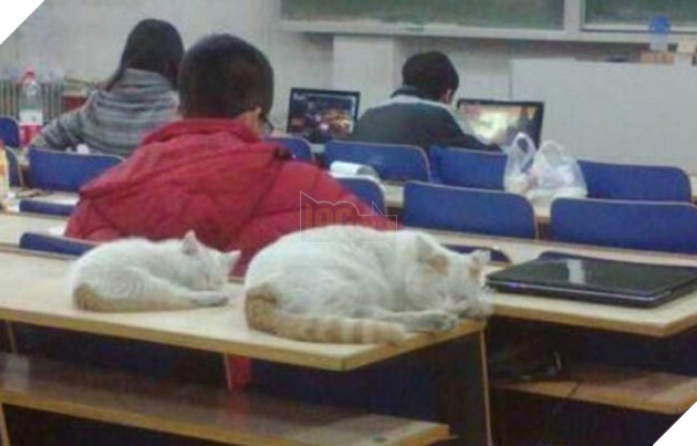 chó mèo lên giảng đường đại học ngủ