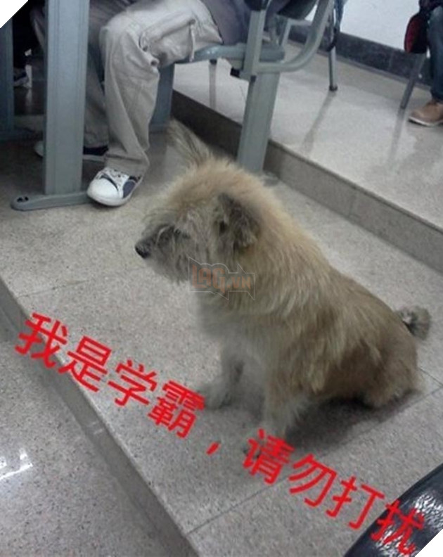 chó mèo lên giảng đường đại học ngủ