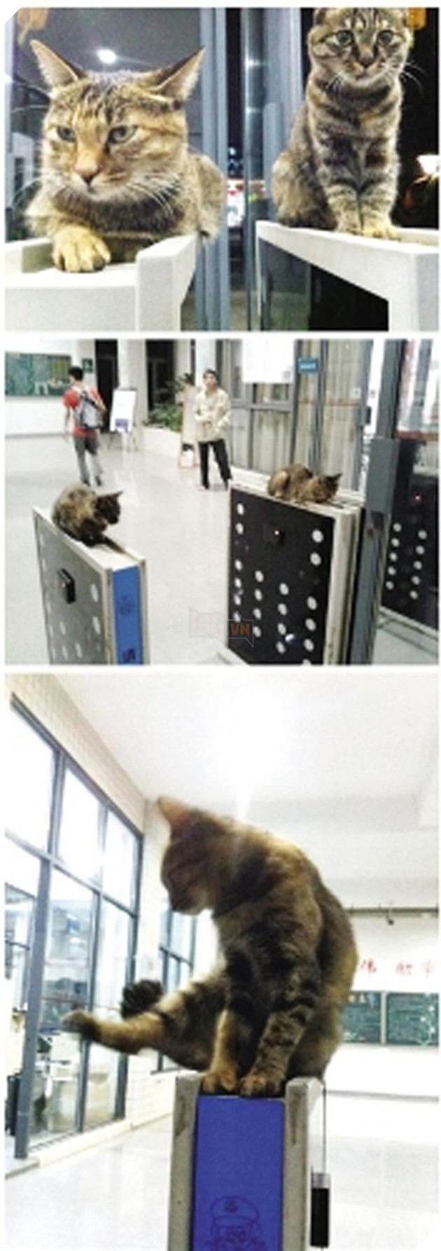 chó mèo lên giảng đường đại học ngủ