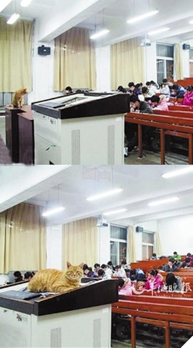 chó mèo lên giảng đường đại học ngủ