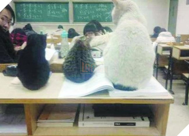 chó mèo lên giảng đường đại học ngủ