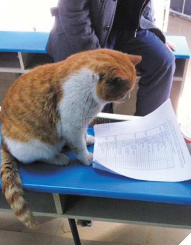 chó mèo lên giảng đường đại học ngủ