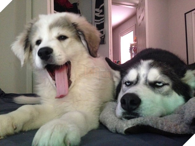 Nhà có thành viên mới, “Hắn” thể hiện sự hờn dỗi thế này đây 2