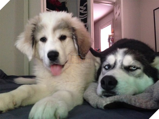 Nhà có thành viên mới, “Hắn” thể hiện sự hờn dỗi thế này đây 4