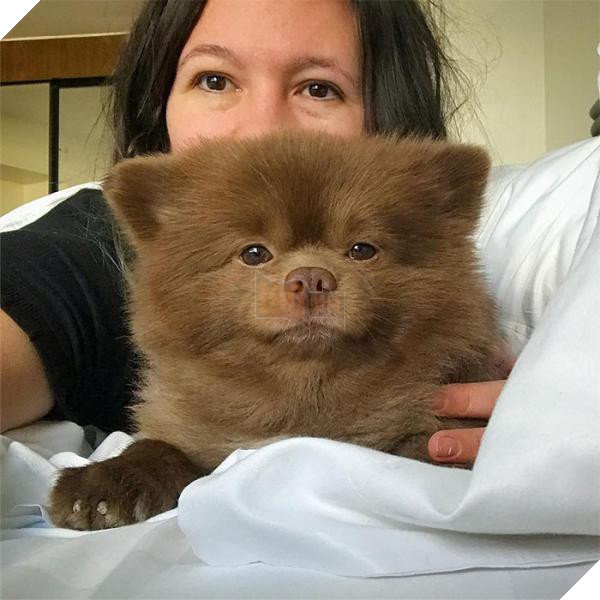 Chắc bạn không thể ngờ rằng chú chó đáng yêu này từng bị bỏ rơi vì quá bự 4