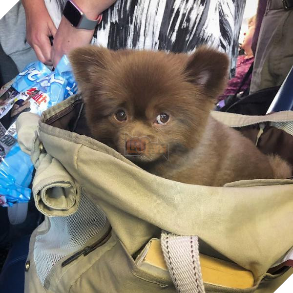 Chắc bạn không thể ngờ rằng chú chó đáng yêu này từng bị bỏ rơi vì quá bự 2