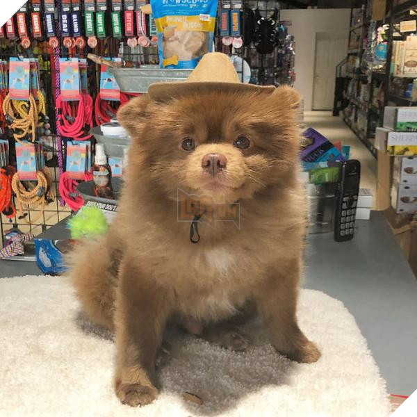 Chắc bạn không thể ngờ rằng chú chó đáng yêu này từng bị bỏ rơi vì quá bự 5