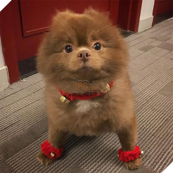 Chắc bạn không thể ngờ rằng chú chó đáng yêu này từng bị bỏ rơi vì quá bự 3