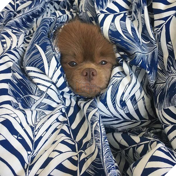 Chắc bạn không thể ngờ rằng chú chó đáng yêu này từng bị bỏ rơi vì quá bự 6