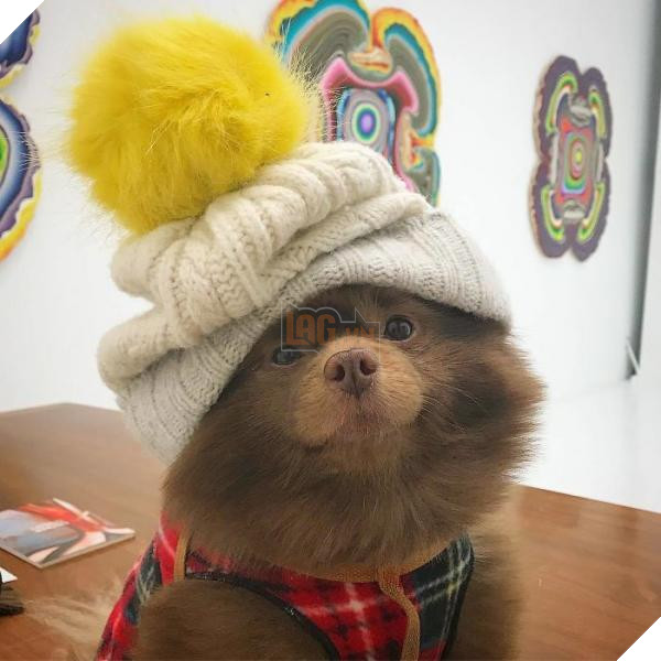 Chắc bạn không thể ngờ rằng chú chó đáng yêu này từng bị bỏ rơi vì quá bự 7