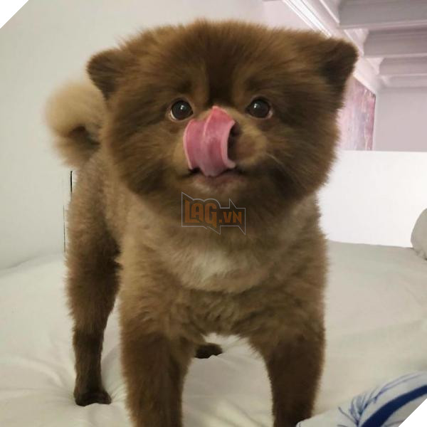 Chắc bạn không thể ngờ rằng chú chó đáng yêu này từng bị bỏ rơi vì quá bự 8