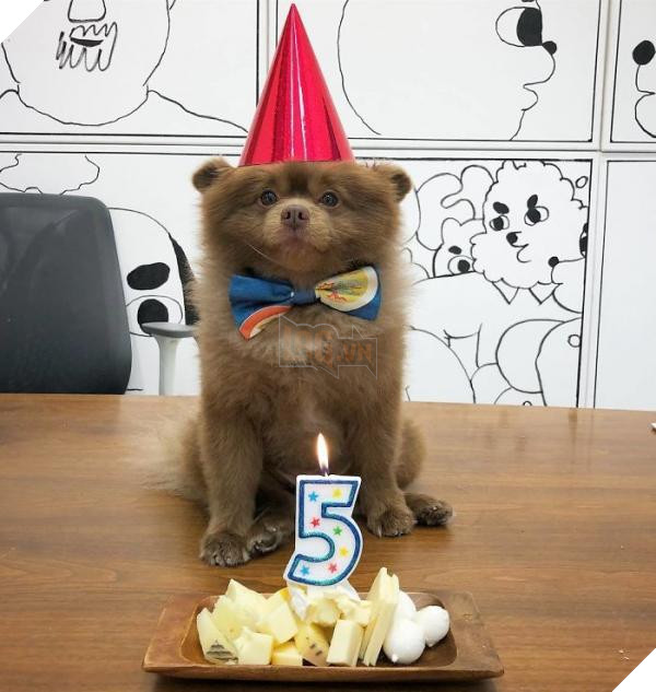 Chắc bạn không thể ngờ rằng chú chó đáng yêu này từng bị bỏ rơi vì quá bự 9