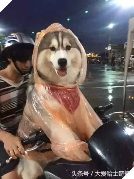 Mưa gió bão bùng nhưng 'boss' vẫn nằng nặc đòi đi chơi và đây là cái kết