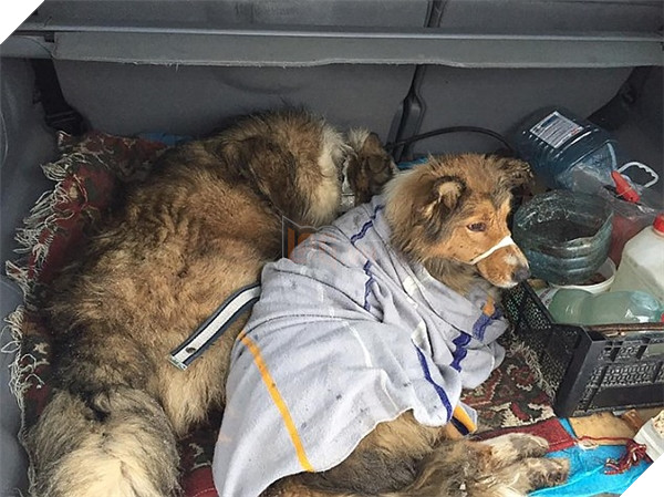 Cùng tìm hiểu về câu chuyện cảm động của chú chó xả thân che chở cho bạn mình