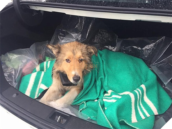 Cùng tìm hiểu về câu chuyện cảm động của chú chó xả thân che chở cho bạn mình 2