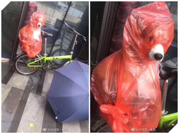 Mưa gió bão bùng nhưng 'boss' vẫn nằng nặc đòi đi chơi và đây là cái kết