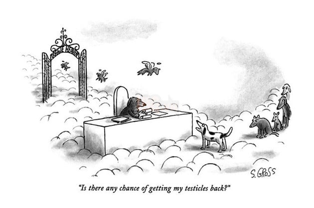 Khoa học chứng minh: Mất chó còn đau hơn mất người yêu - Ảnh 1.