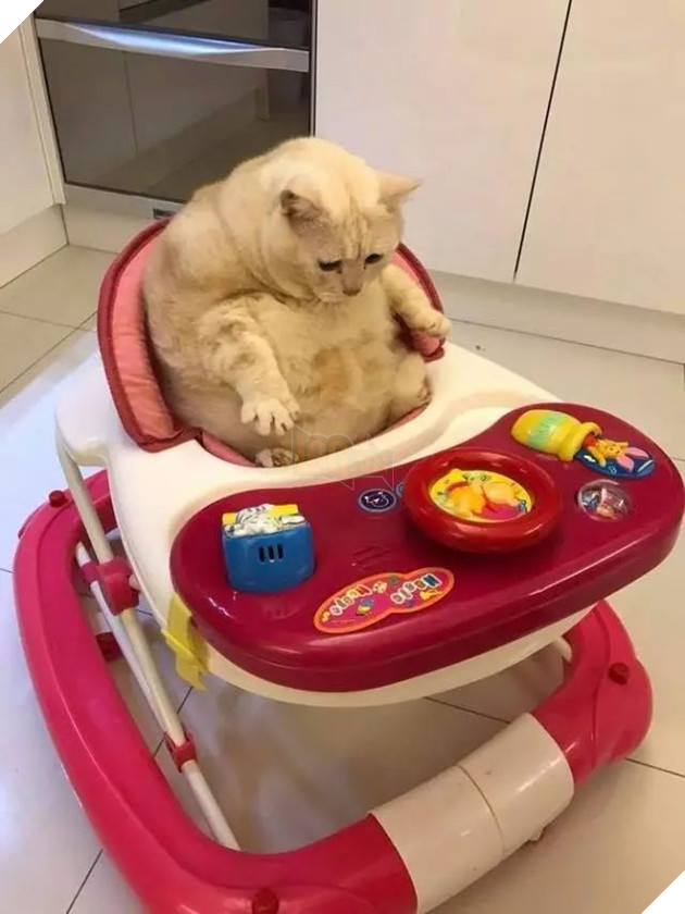 Không nhịn nổi cười với chú mèo ú lu mắc kẹt khi ngồi vào xe đẩy trẻ em