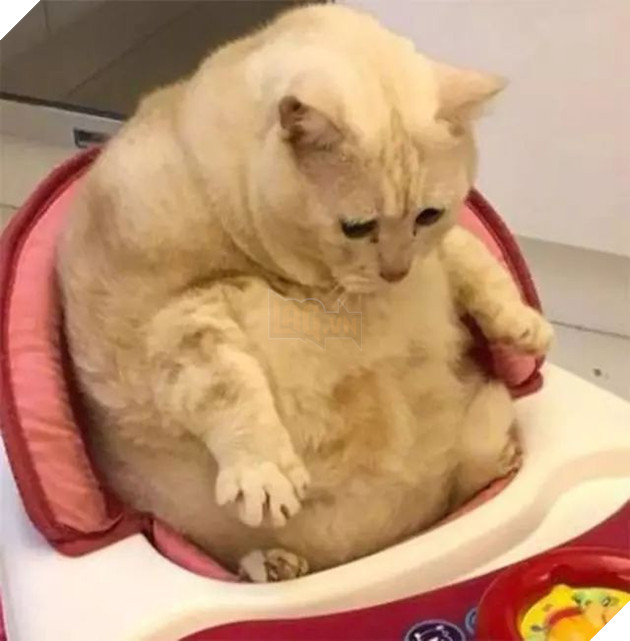 Không nhịn nổi cười với chú mèo ú lu mắc kẹt khi ngồi vào xe đẩy trẻ em 2