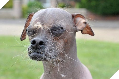 Mugly, quán quân cuộc thi năm 2012. Đừng sợ hãi vẻ ngoài của em, em rất thân thiện và dù trụi hết cả lông, em vẫn cực thích được vuốt ve. (Ảnh: Internet)