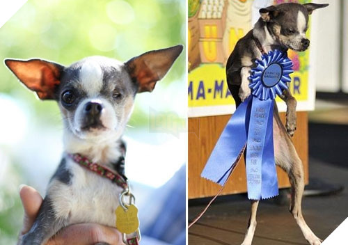 Nhà vô địch một mắt Princess Abby, năm 2010. (Ảnh: Internet)
Nhà vô địch một mắt Princess Abby, năm 2010. (Ảnh: Internet)