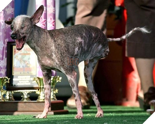 Gus, quán quân cuộc thi năm 2008. Gus là một chú chó tội nghiệp khi chỉ có một mắt và ba chân. Chú lại còn bị ung thư da và thường xuyên bị những cơn đau hành hạ. Nhưng may mắn thay, chú được chủ yêu thương chăm sóc, và trong quãng đời còn lại của mình Gus vẫn vô cùng vui tươi và hạnh phúc. (Ảnh: Internet)
Gus, quán quân cuộc thi năm 2008. Gus là một chú chó tội nghiệp khi chỉ có một mắt và ba chân. Chú lại còn bị ung thư da và thường xuyên bị những cơn đau hành hạ. Nhưng may mắn thay, chú được chủ yêu thương chăm sóc, và trong quãng đời còn lại của mình Gus vẫn vô cùng vui tươi và hạnh phúc. (Ảnh: Internet)